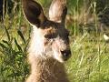 Australia (329)